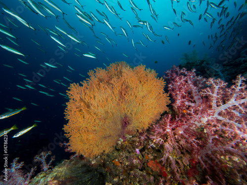 Corals & Fish © Magnus