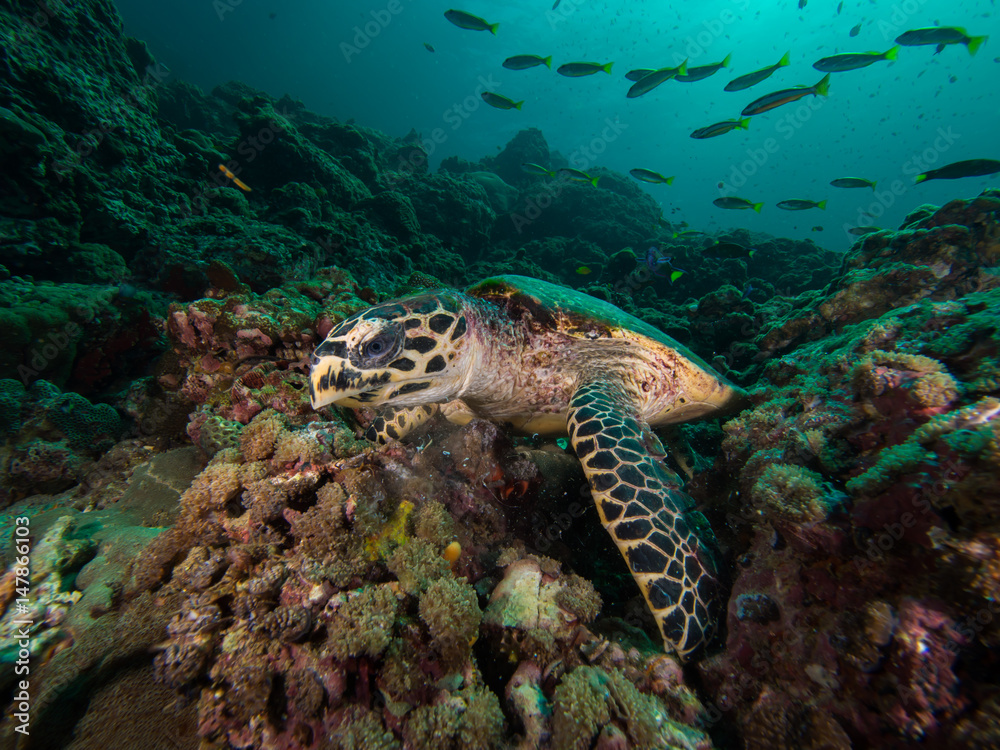Fototapeta premium Hawksbill turtle