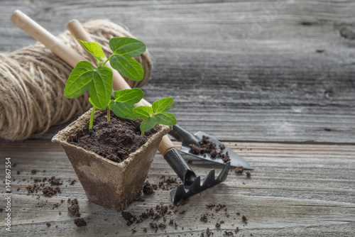 Seedlings in a peat pot