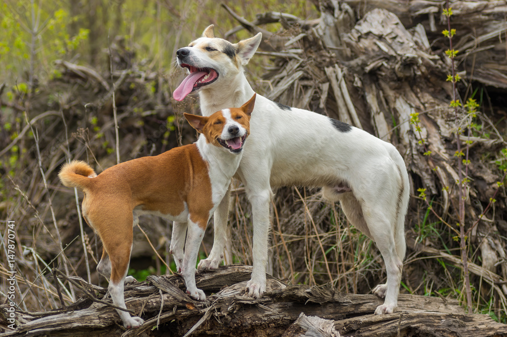 Basenji dog with its bigger friend (cross-breed of hunting and northern dog) are being happy standing on a root of fallen tree at spring season