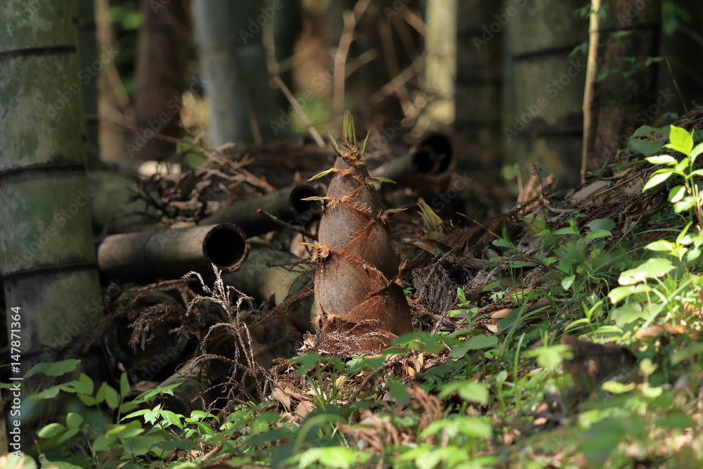 Obraz premium Bamboo sprout