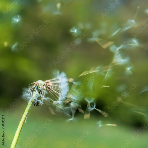 Dandelion in the wind