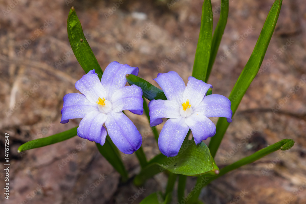 Lucile's glory-of-the-snow, chionodoxa luciliae, blooming in spring, macro, selective focus, shallow DOF Lucile's glory-of-the-snow, chionodoxa luciliae, blooming in spring, macro, selective focus, shallow DOF