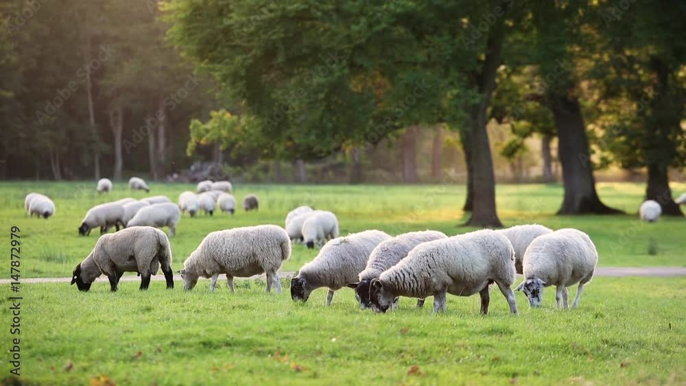 HD Clip of Flock of sheep or lambs grazing on grass in English countryside field between trees, England, Great Britain during summer evening. HD Clip of Flock of sheep or lambs grazing on grass in English countryside field between trees, England, Great Britain during summer evening.