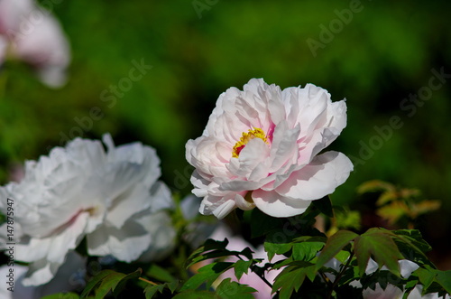 満開の白い牡丹の花