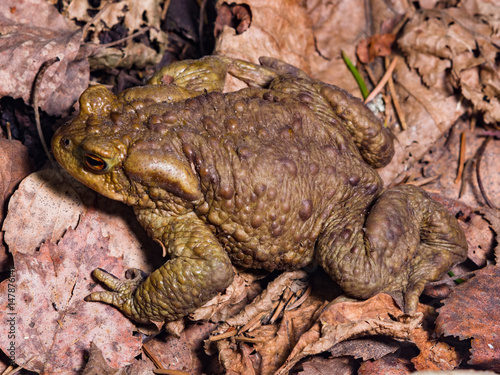 Common or European toad, Bufo bufo, in early spring close-up portrait on dry leaves, selective focus, shallow DOF photo