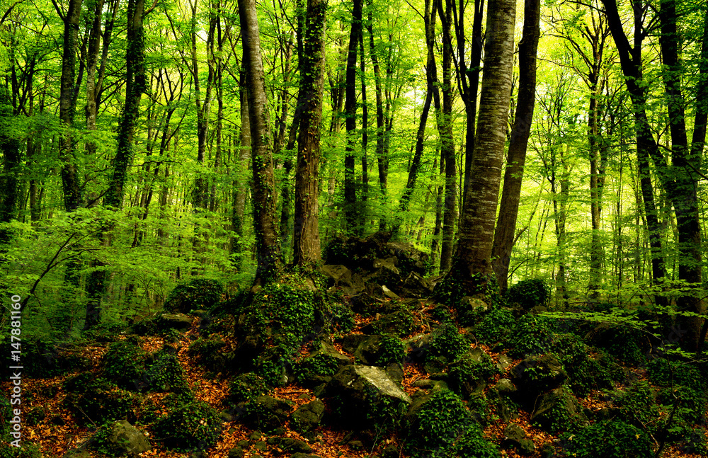 Fototapeta premium Photograph of a forest of beeches