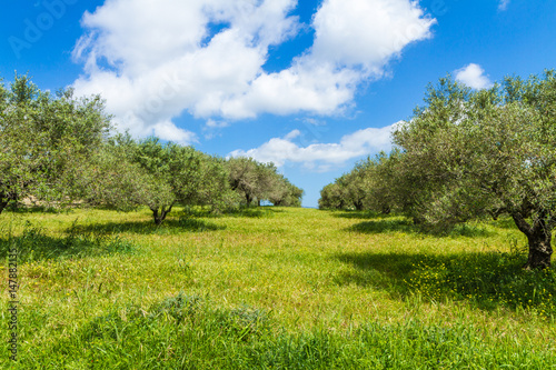 Olive trees grove landscape in the Mediterranean island of Crete, Greece.