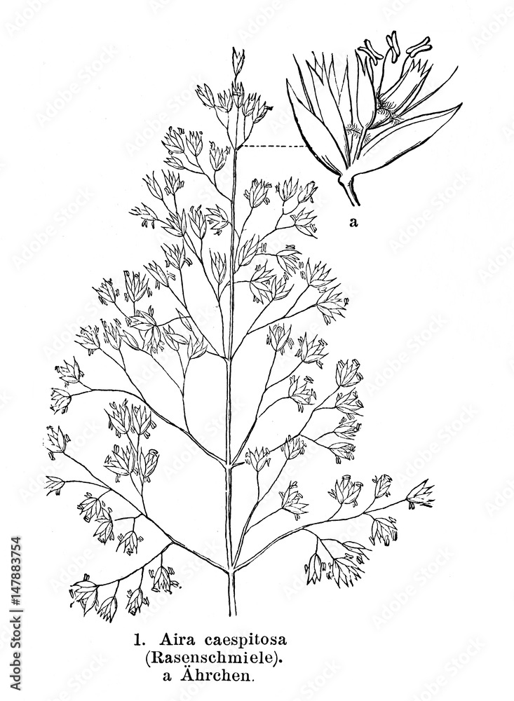 Tufted hairgrass (Deschampsia cespitosa) (from Meyers Lexikon, 1895, 7/876/877), 