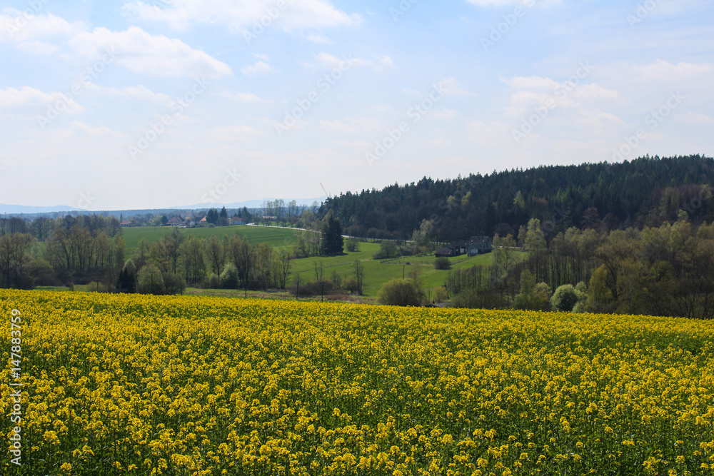  Field of Brassica napus with forest and sky. Czech landscape