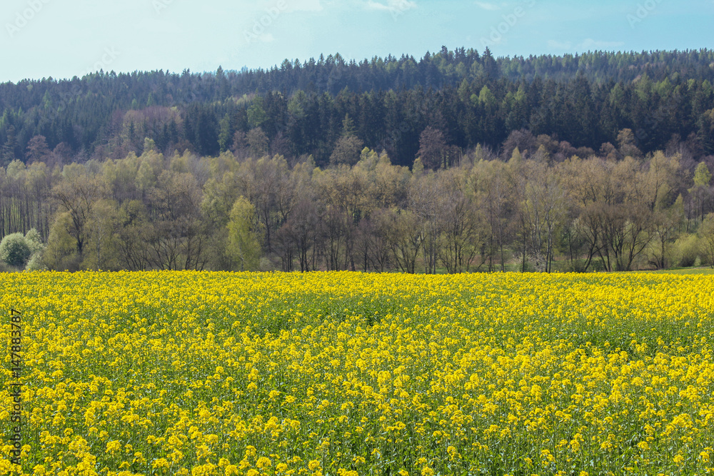 Field of Brassica napus with forest. Czech landscape Field of Brassica napus with forest. Czech landscape