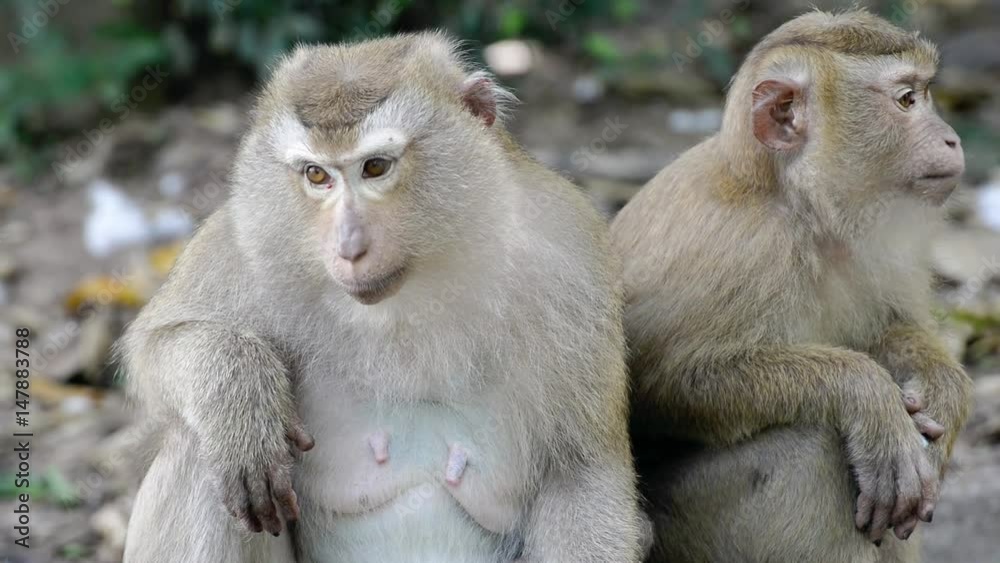Two monkeys in the forest Two monkeys in the forest