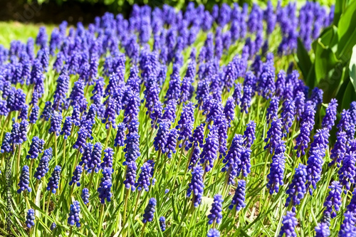 beautiful blue flowers hyacinths summer day.