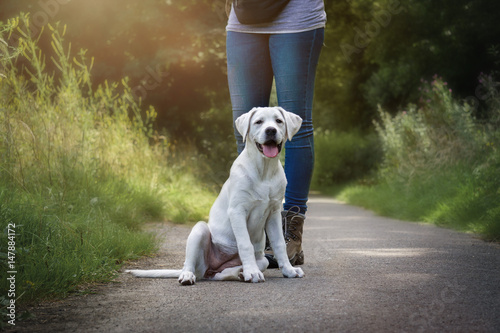 Junger labrador retriever welpe gehorcht und sitzt bei fuß