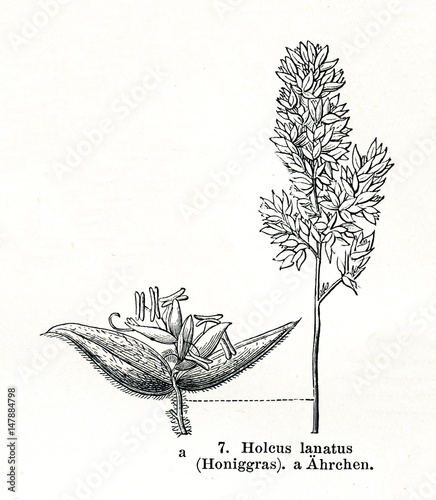 Tufted grass (Holcus lanatus) (from Meyers Lexikon, 1895, 7/876/877) photo