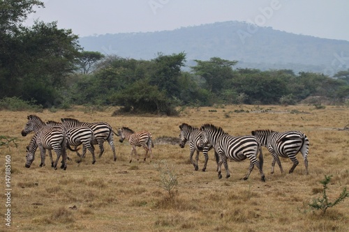Beautiful black and white zebras in the nature habitat  wild africa  african wildlife  animals in their nature habitat