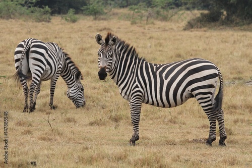 Beautiful black and white zebras in the nature habitat  wild africa  african wildlife  animals in their nature habitat