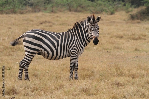 Beautiful black and white zebra in the nature habitat  wild africa  african wildlife  animals in their nature habitat