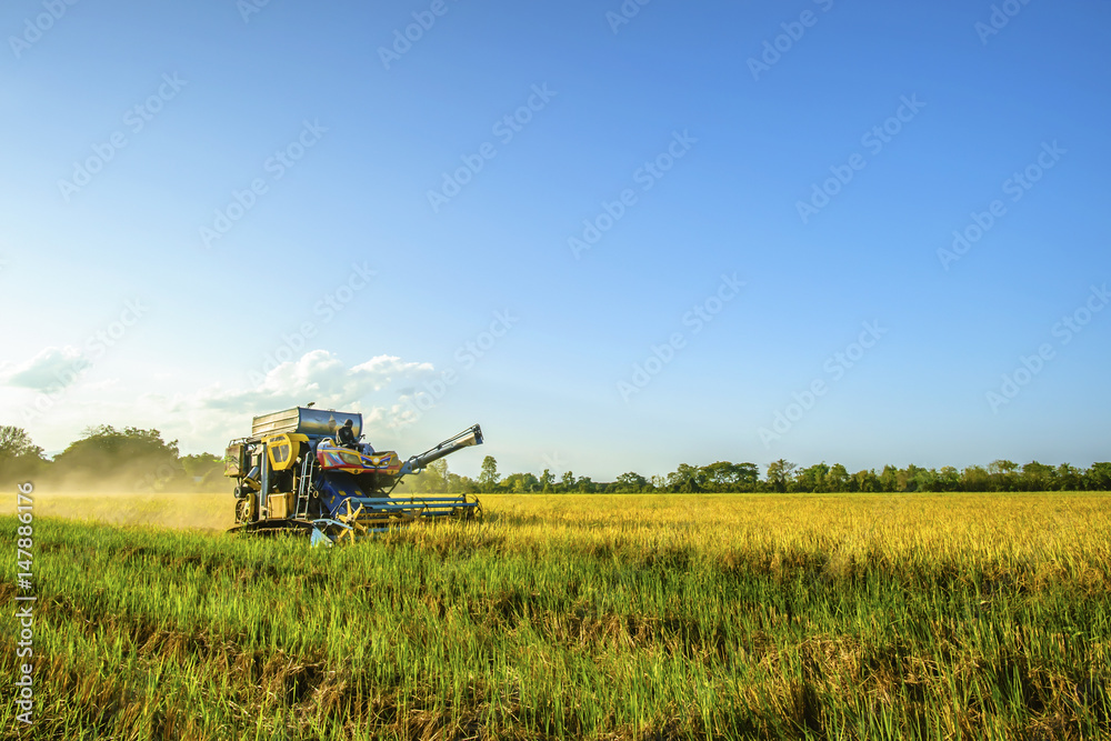 combine harvester is harvesting rice