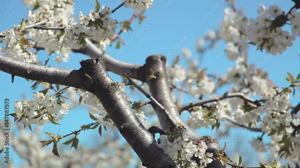 Young blooming spring garden of sweet cherry. Series. Young blooming spring garden of sweet cherry. Series.