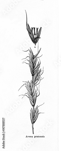 Meadow oat-grass (Helictotrichon pratense) (from Meyers Lexikon, 1895, 7/876/877) photo