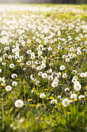 White dandelion field/ meadow in sunset light