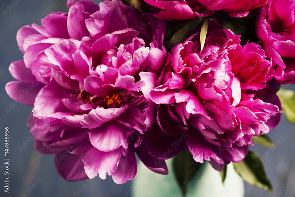 Beautiful magenta peonies in turquoise blue vase Beautiful magenta peonies in turquoise blue vase
