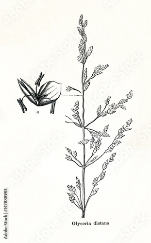 Weeping alkaligrass (Puccinellia distans) (from Meyers Lexikon, 1895, 7/876/877) photo