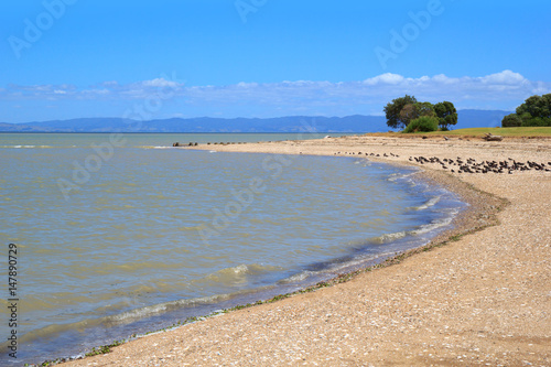 Beach near Thames  New Zealand