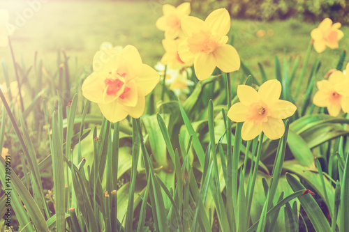 Fototapeta Naklejka Na Ścianę i Meble -  Cluster of colorful yellow daffodils