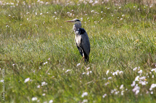 Graureiher steht auf einer Wiese photo