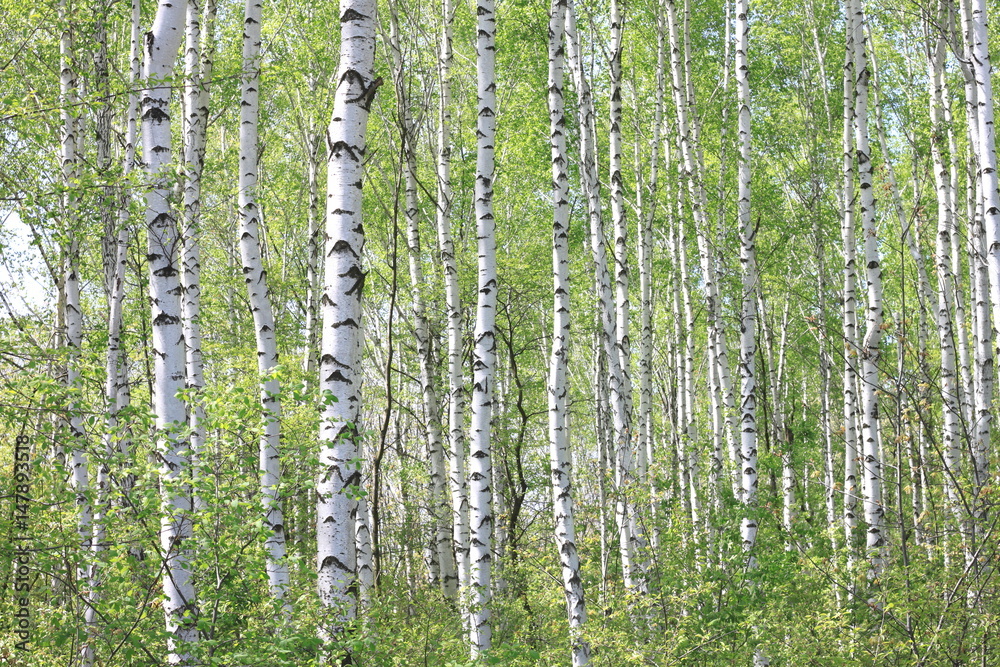 Obraz premium Beautiful landscape with young juicy birches with green leaves and with black and white birch trunks in sunlight in the morning in spring