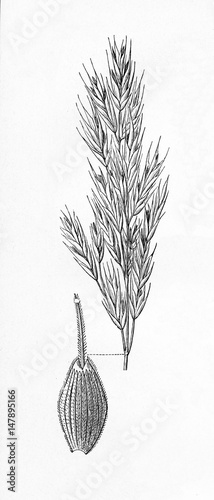 Hairy brome (Bromus ramosus) (from Meyers Lexikon, 1895, 7/876/877) photo