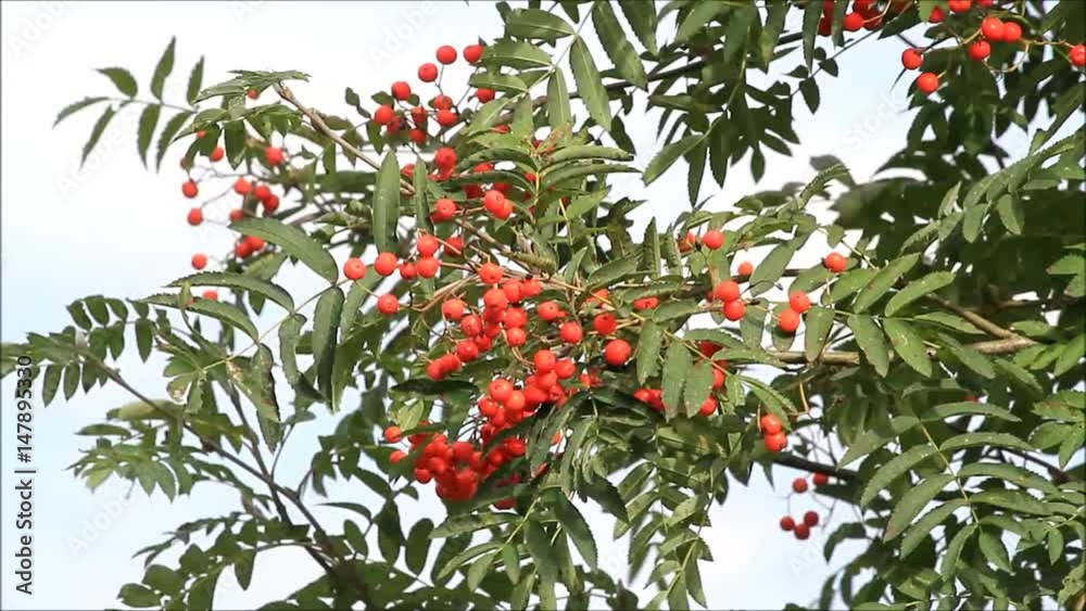 rowan berry on tree in the nature, Sorbus aucuparia
rowan berry on tree in the nature, Sorbus aucuparia