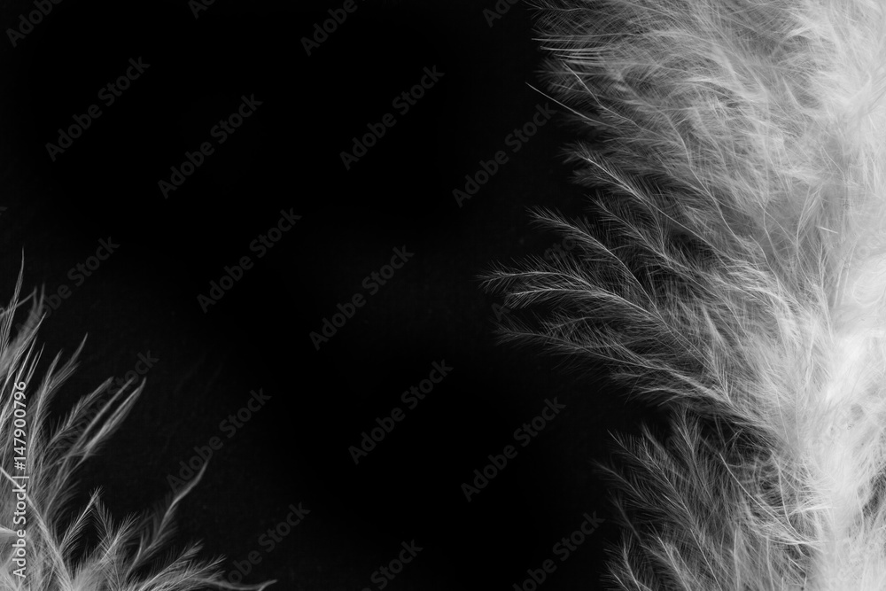 Abstract feathers