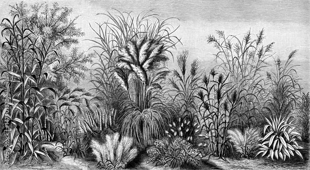 Obraz premium Grasses V (from Meyers Lexikon, 1895, 7/876/877) 