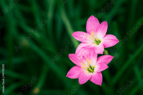 Rain Lily flower. Zephyranthes Lily  Fairy Lily  Little Witches.