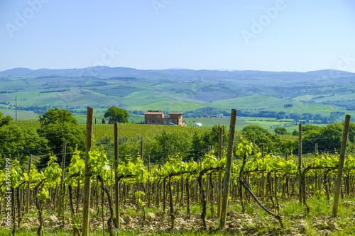 Vineyards in the countryside of Tuscany Italy