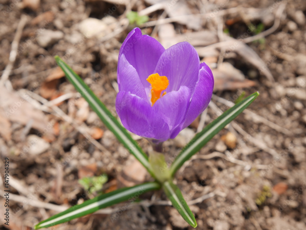 Fresh white and purple crocus blooming in the garden Fresh white and purple crocus blooming in the garden