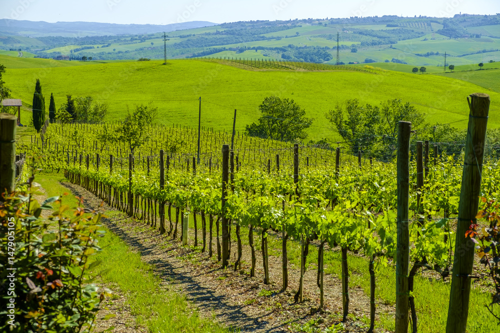 Fototapeta premium Vineyards in the countryside of Tuscany Italy