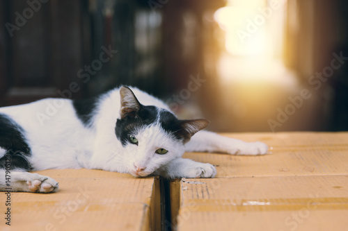 Lazy Cat lay down over paper box. Rest with lonely concept animal light through vintage tone.