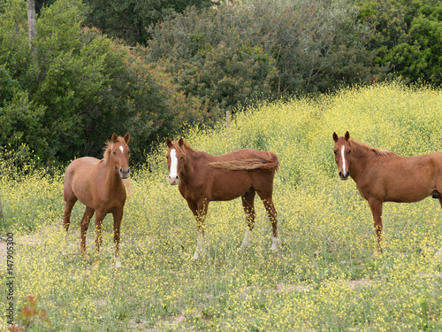 Tres caballos marrones mirando