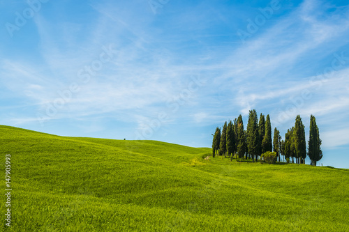 Cypresses in a landscape in Tuscany Italy
