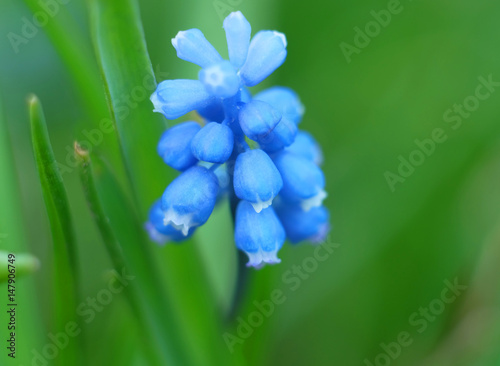 Inflorescence murine hyacinth in vsennem forest, macro.