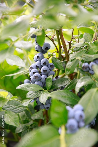 Heidelbeeren am Strauch