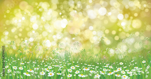 Vector summer nature  background,  blossoming flowers field.