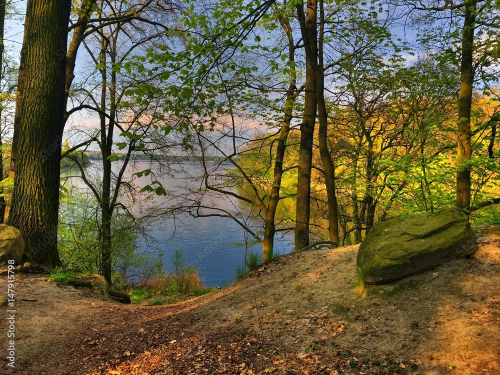 im Wald im Wald
