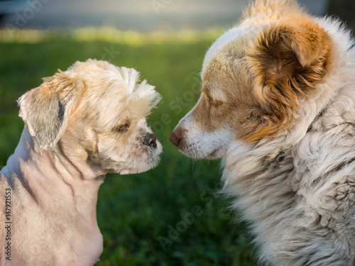 Two dog face each other in a field