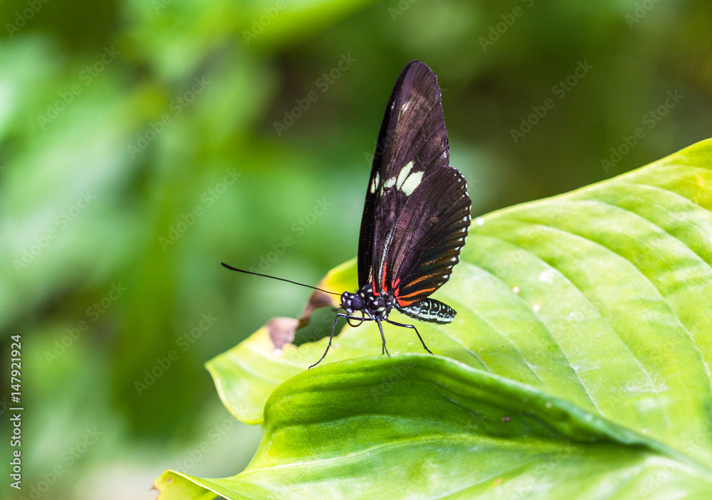 Fototapeta premium Papillon Heliconius hecale sur une feuille