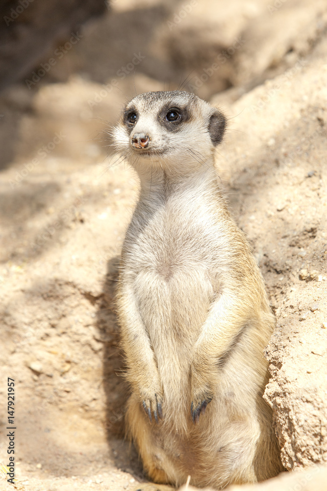Fototapeta premium MeerKat Standing Alert by Cave (meerkat)